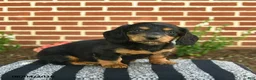Miniature Dachshund dogs for sale: Flynn  - Ad 3