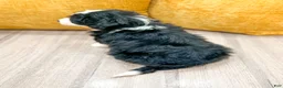 Mini Bernedoodle dogs for sale: Jewel - Ad 5