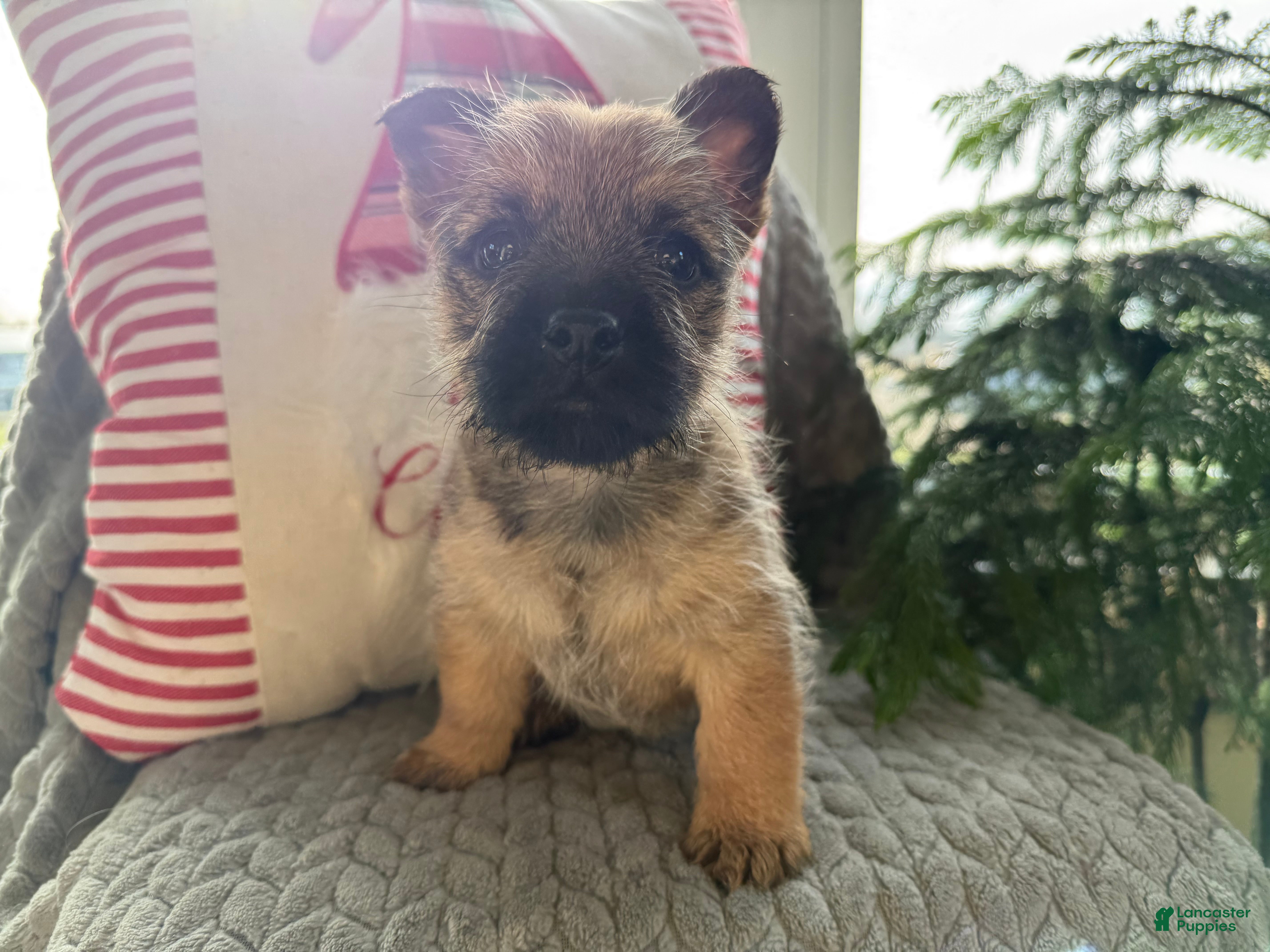 Cairn Terrier dogs Jo - Ad 4