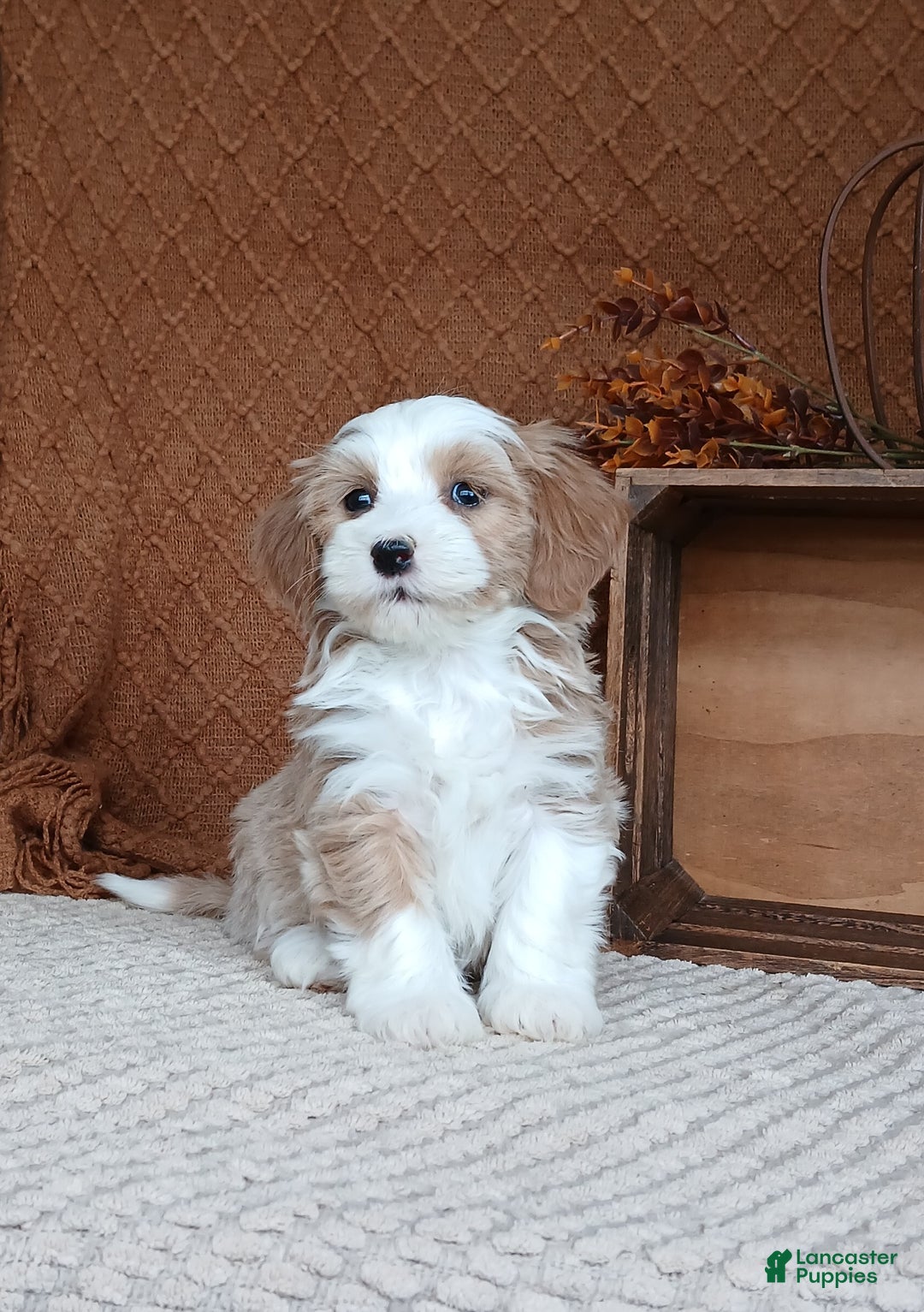 Havanese dogs for sale: Amber  - Ad 8
