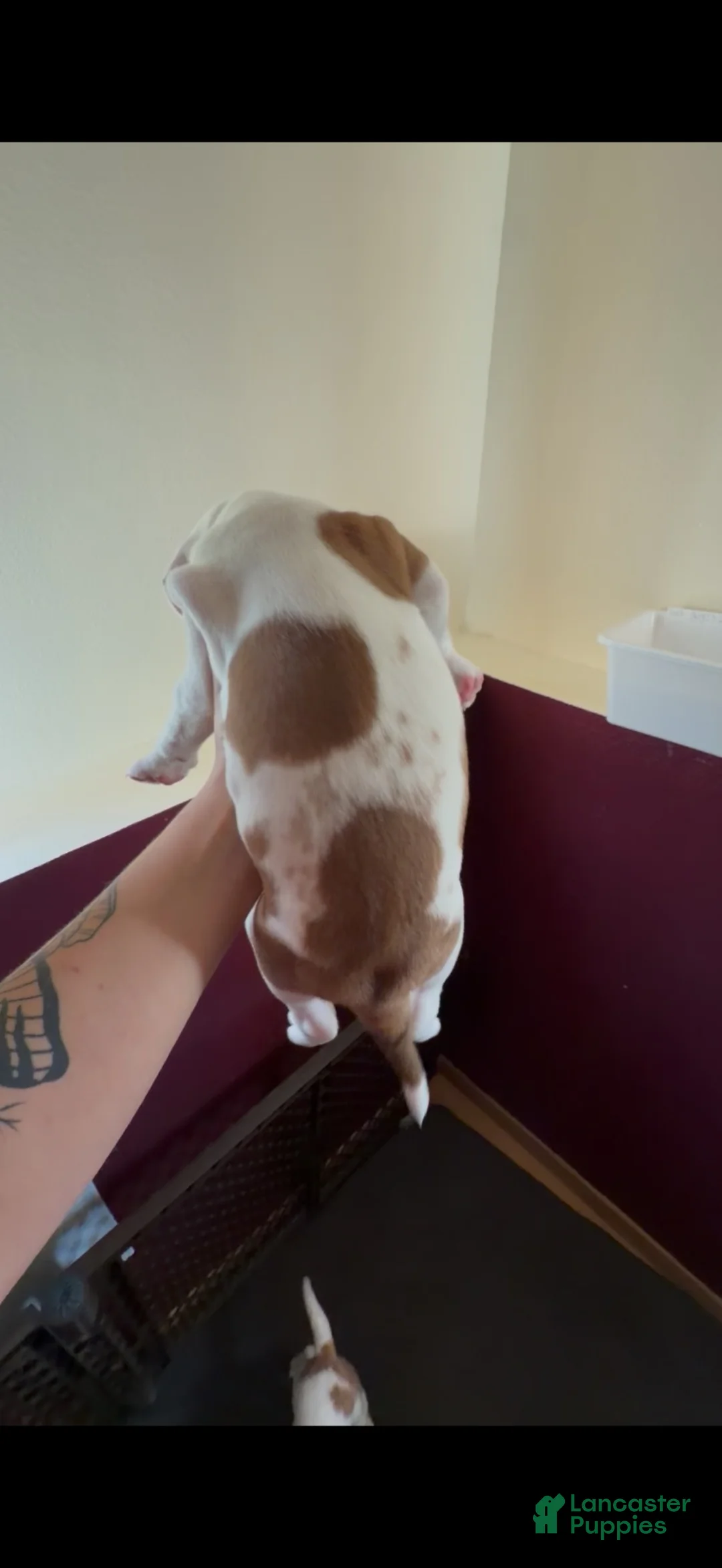 Mixed Breed dogs for sale: Mixed Breed 3 - Ad 1