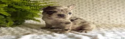 French Bulldog dogs for sale: Jack in The Box - Ad 4