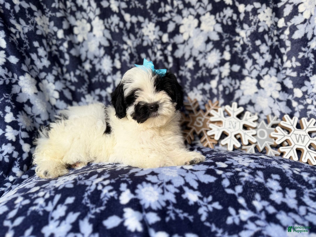 Yorkiepoo dogs for sale: Jolly - Ad 8