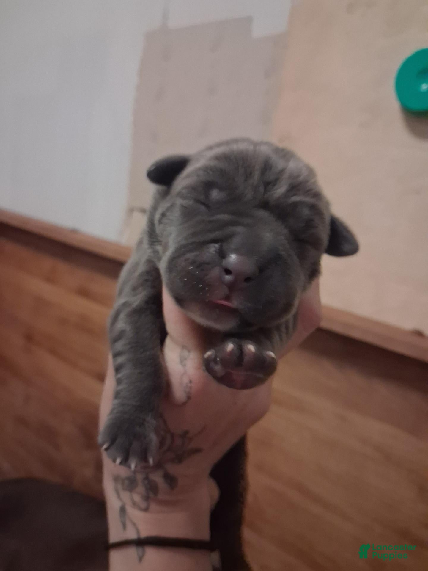 Cane Corso dogs Cane Corso 2 - Ad 16