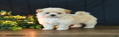 Maggie