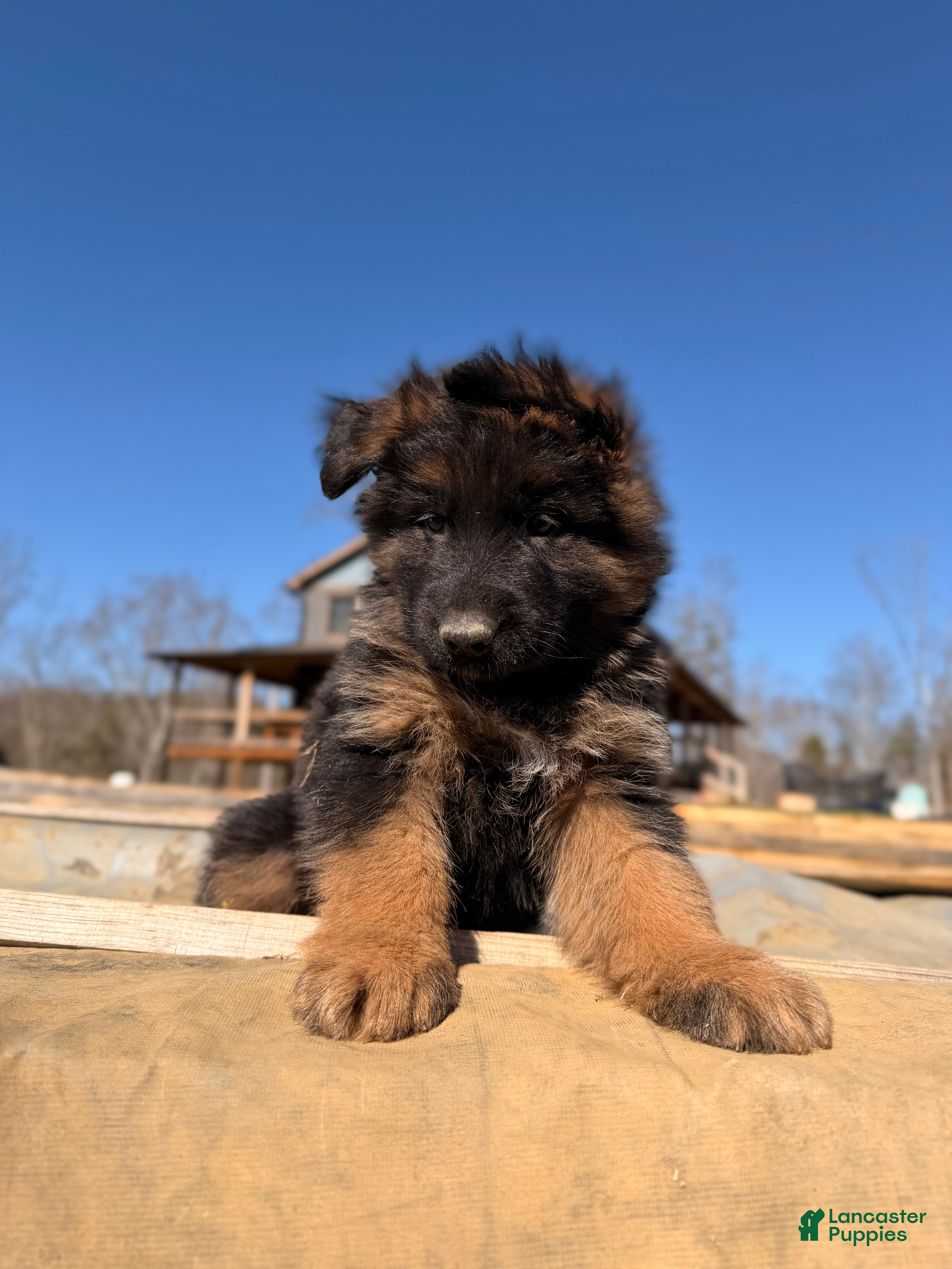 German Shepherd dogs German Shepherd Puppy 1 - Ad 31