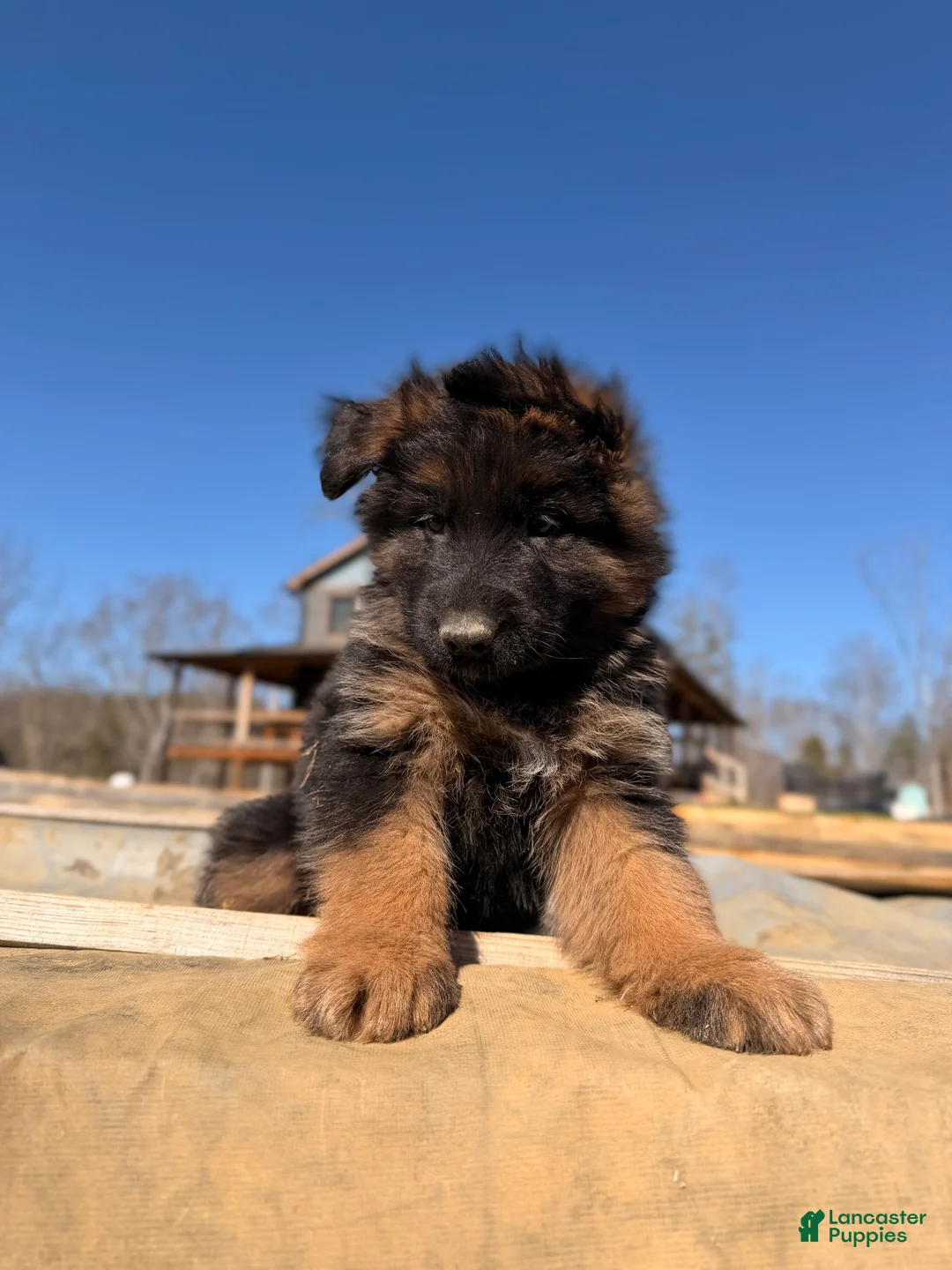 German Shepherd dogs for sale: German Shepherd Puppy 1 - Ad 1
