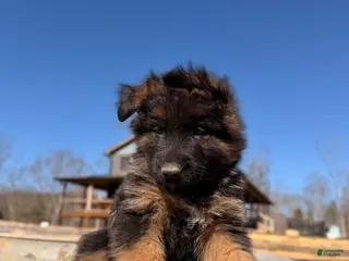 German Shepherd dogs German Shepherd Puppy 1 - Ad 31