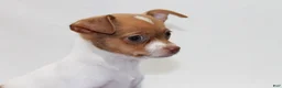 Chihuahua dogs for sale: Chihuahua 5 - Ad 3