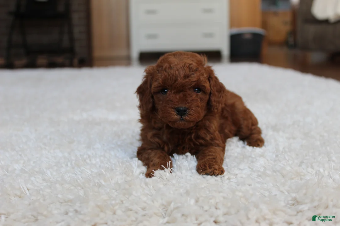 Toy Poodle dogs for sale: Marshall - Ad 3