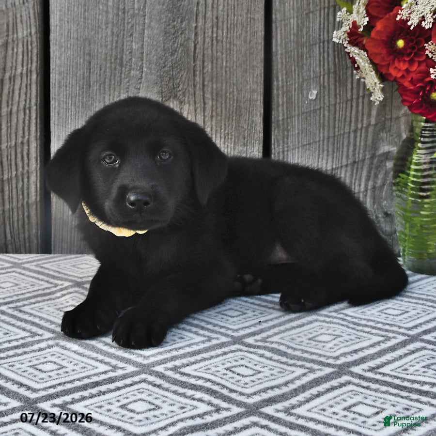 Mixed Breed dogs Millie - Ad 2