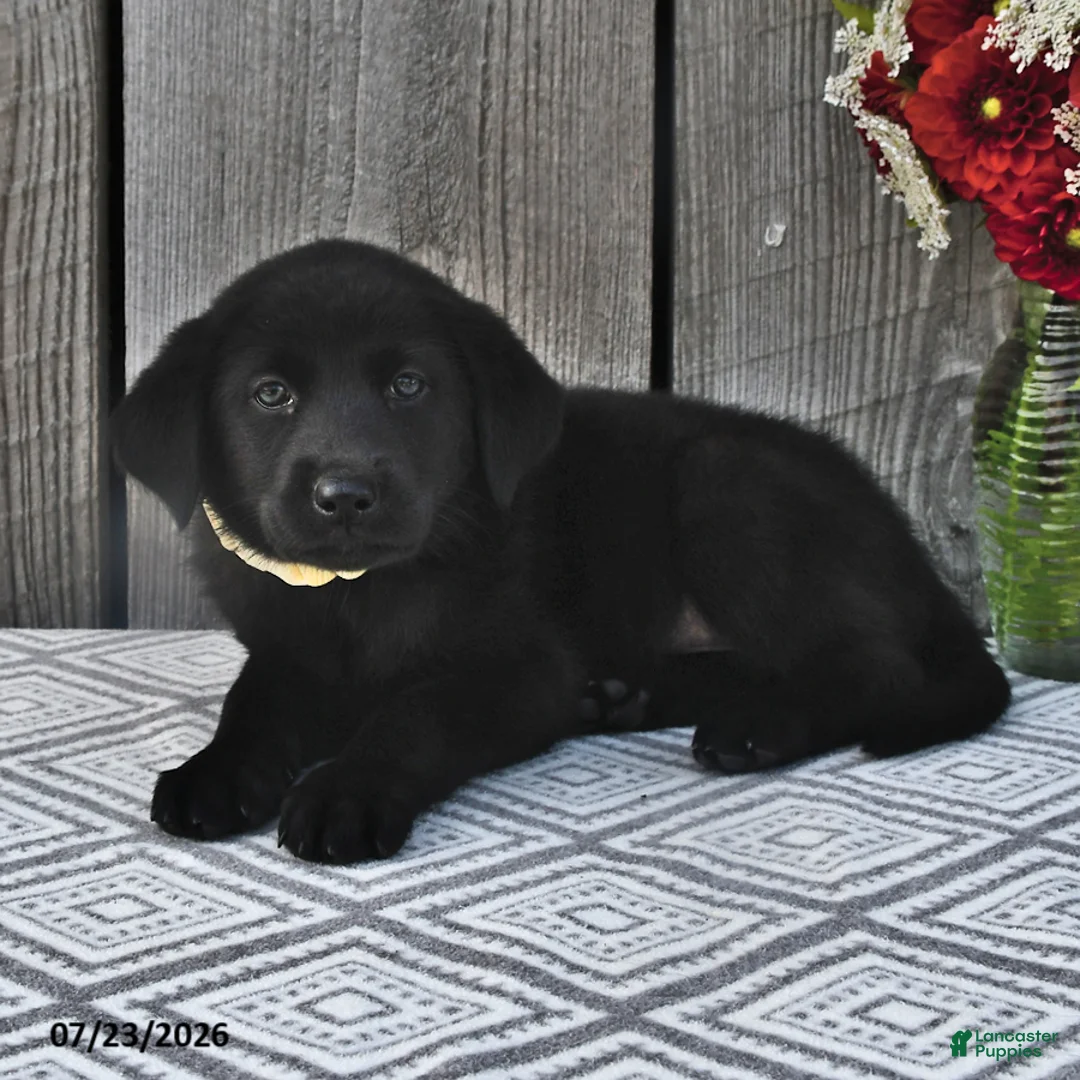 Mixed Breed dogs for sale: Millie - Ad 2