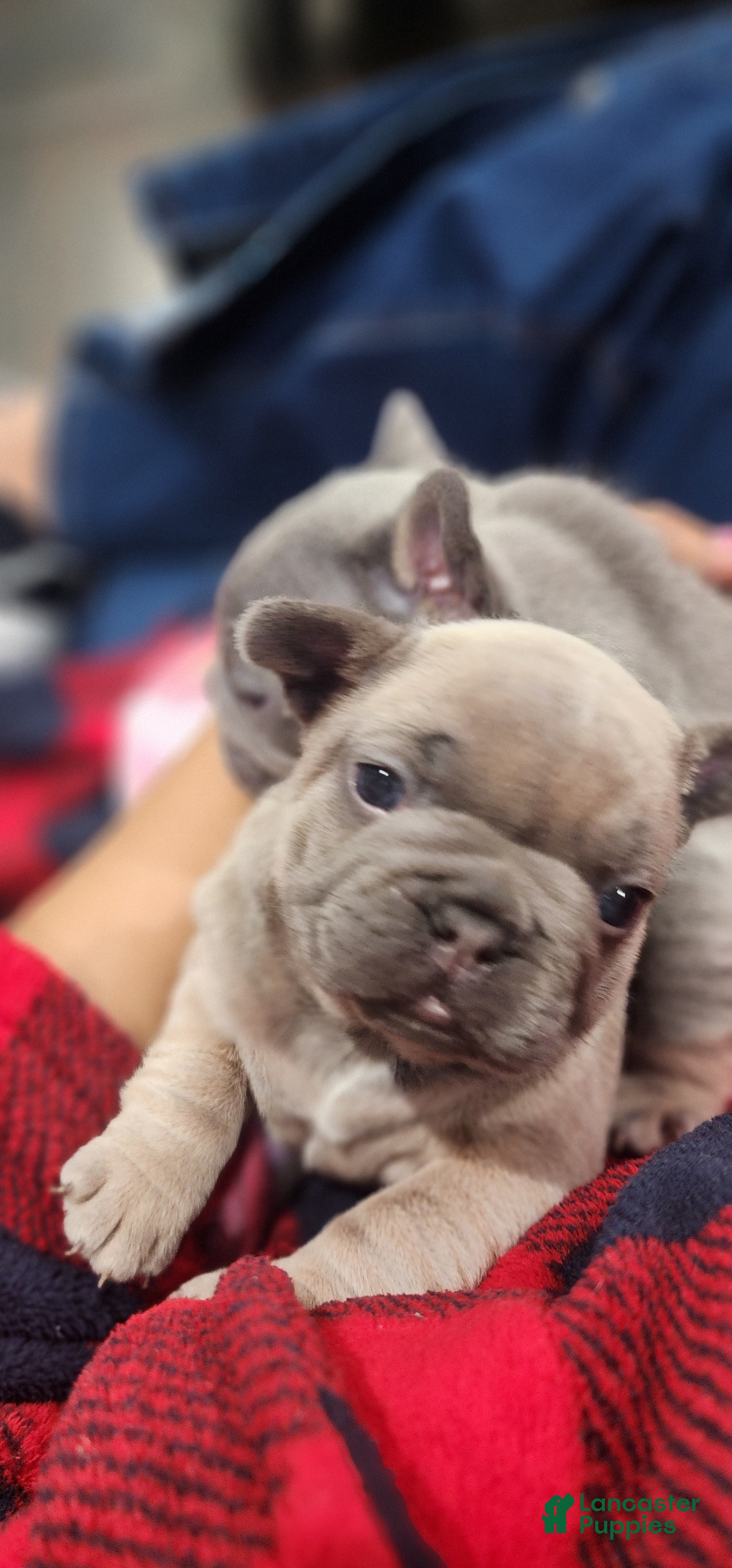 French Bulldog dogs Ariel - Ad 21