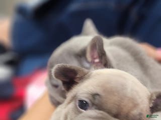 French Bulldog dogs Ariel - Ad 20