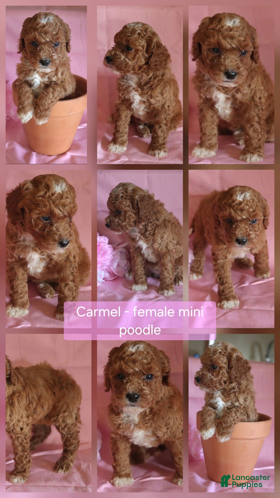 Miniature Poodle dogs Carmel - Ad 15