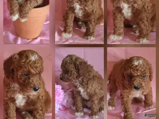 Miniature Poodle dogs Carmel - Ad 3