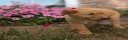 Golden Retriever dogs for sale: Costello - Ad 4