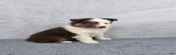 Miniature Australian Shepherd dogs for sale: Maverick  - Ad 2