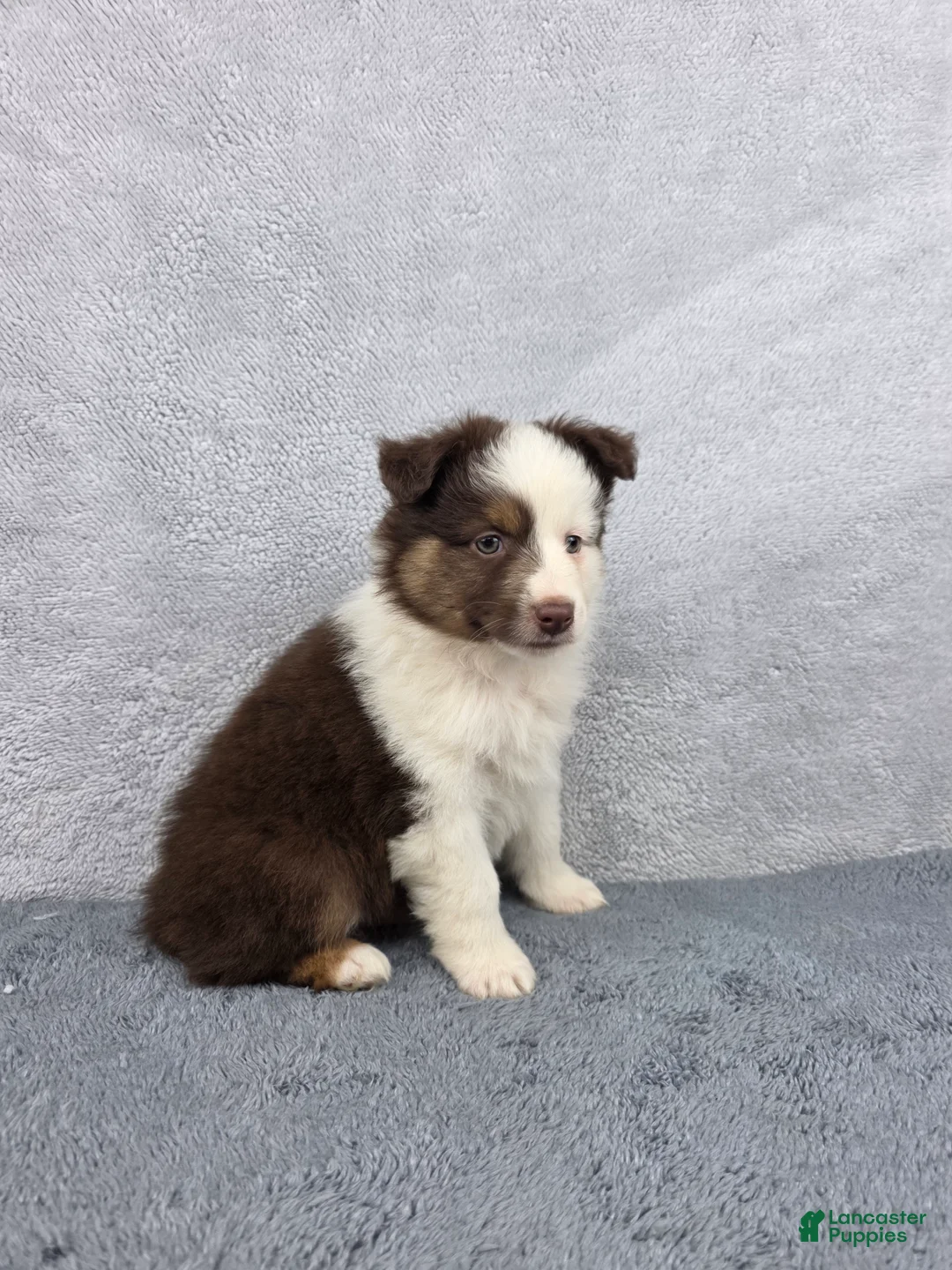 Miniature Australian Shepherd dogs for sale: Maverick  - Ad 2