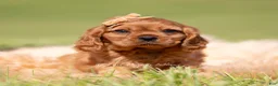 Cavalier King Charles Spaniel dogs for sale: Muphy KAC - Ad 1