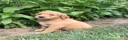 Golden Retriever dogs for sale: Daisy - Ad 7