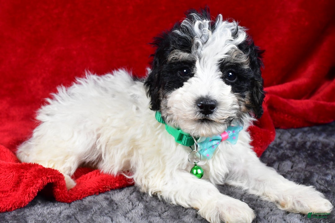 Miniature Poodle dogs for sale: Elias - Ad 7