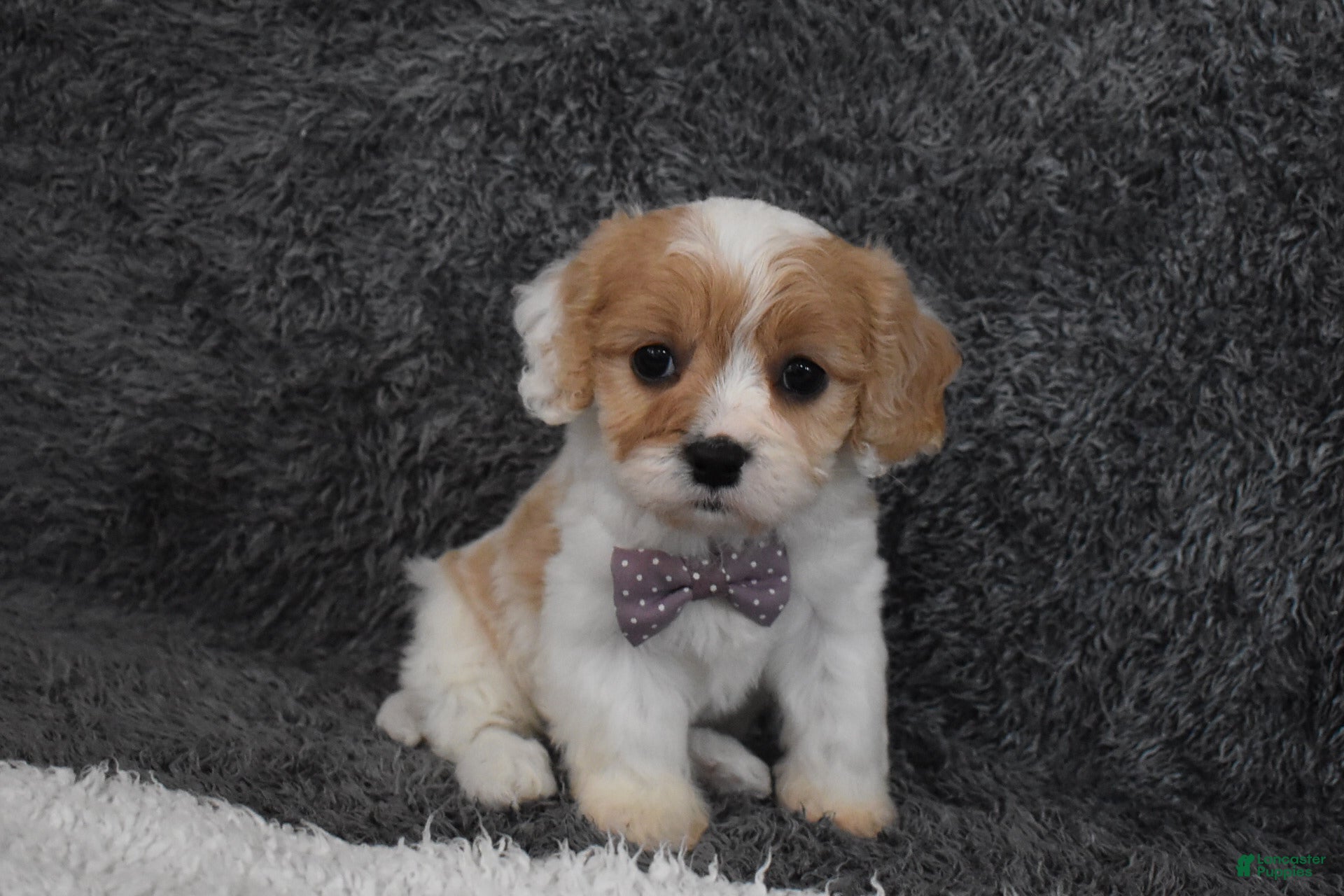 Cavachon dogs Precious  - Ad 1