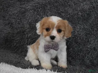 Cavachon dogs for sale: Precious - Ad 2