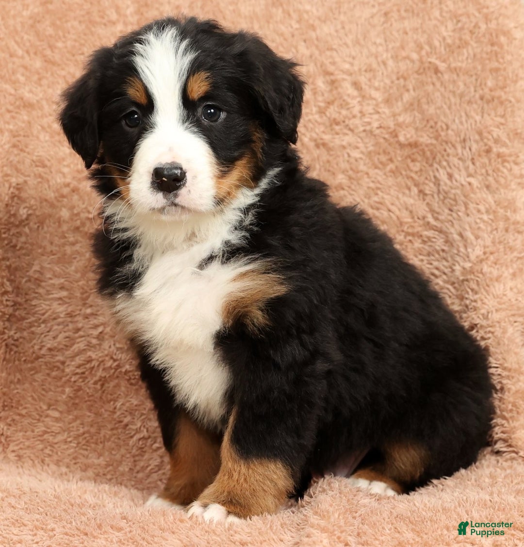 Bernese Mountain Dog dogs for sale: Buddy - Ad 2