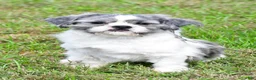 Shih Tzu dogs for sale: Gabe - Ad 10