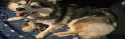 Pomsky dogs for sale: Merle boy - Ad 12