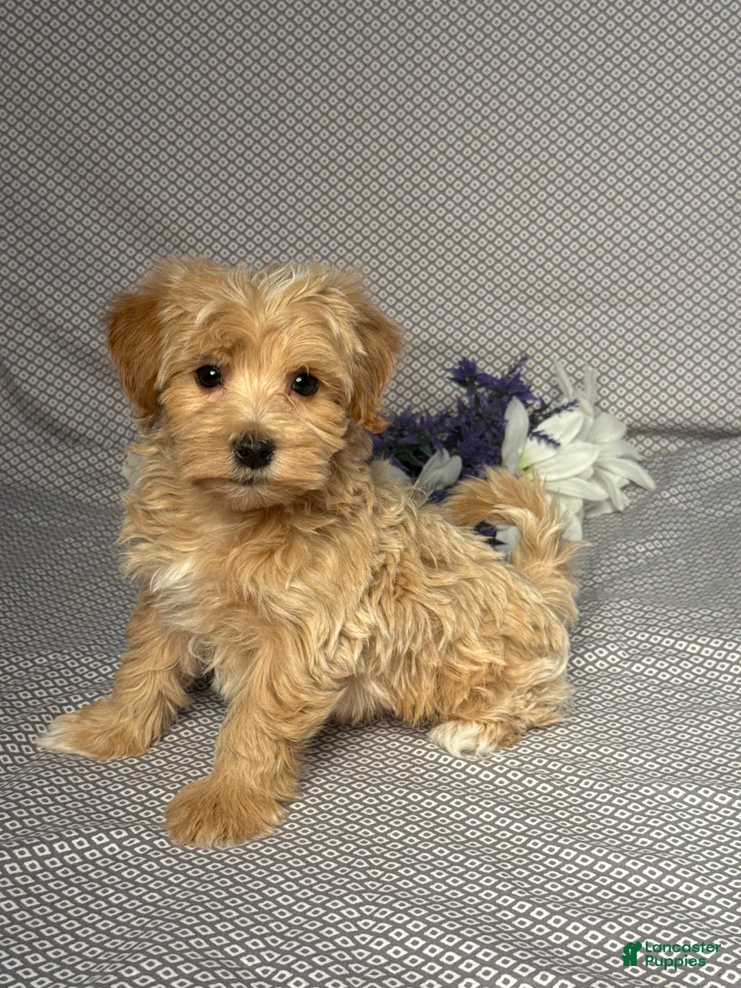 Maltipoo dogs for sale: Ace - Ad 2