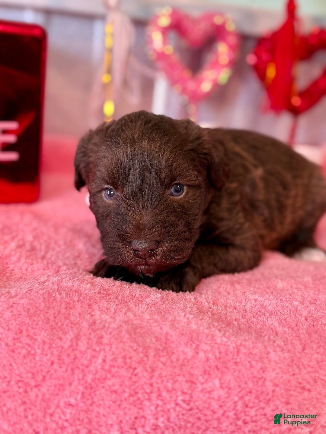 Miniature Schnauzer dogs for sale: Miniature Schnauzer Puppy 1 - Ad 3