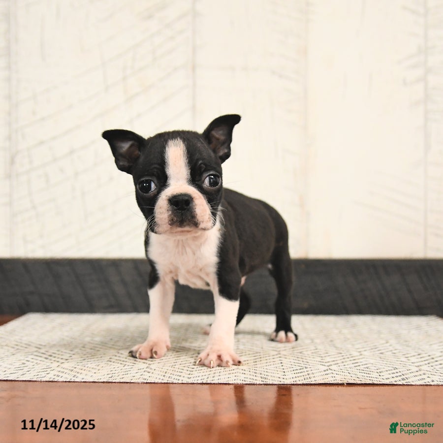 Boston Terrier dogs Peanut  - Ad 14