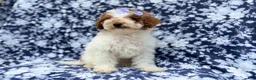Miniature Poodle dogs for sale: Charlotte - Ad 2