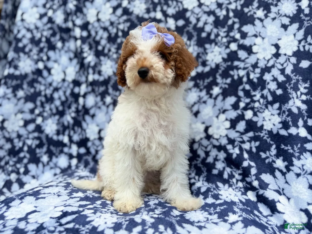 Miniature Poodle dogs for sale: Charlotte - Ad 2