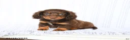 Miniature Dachshund dogs for sale: Bailey - Ad 4