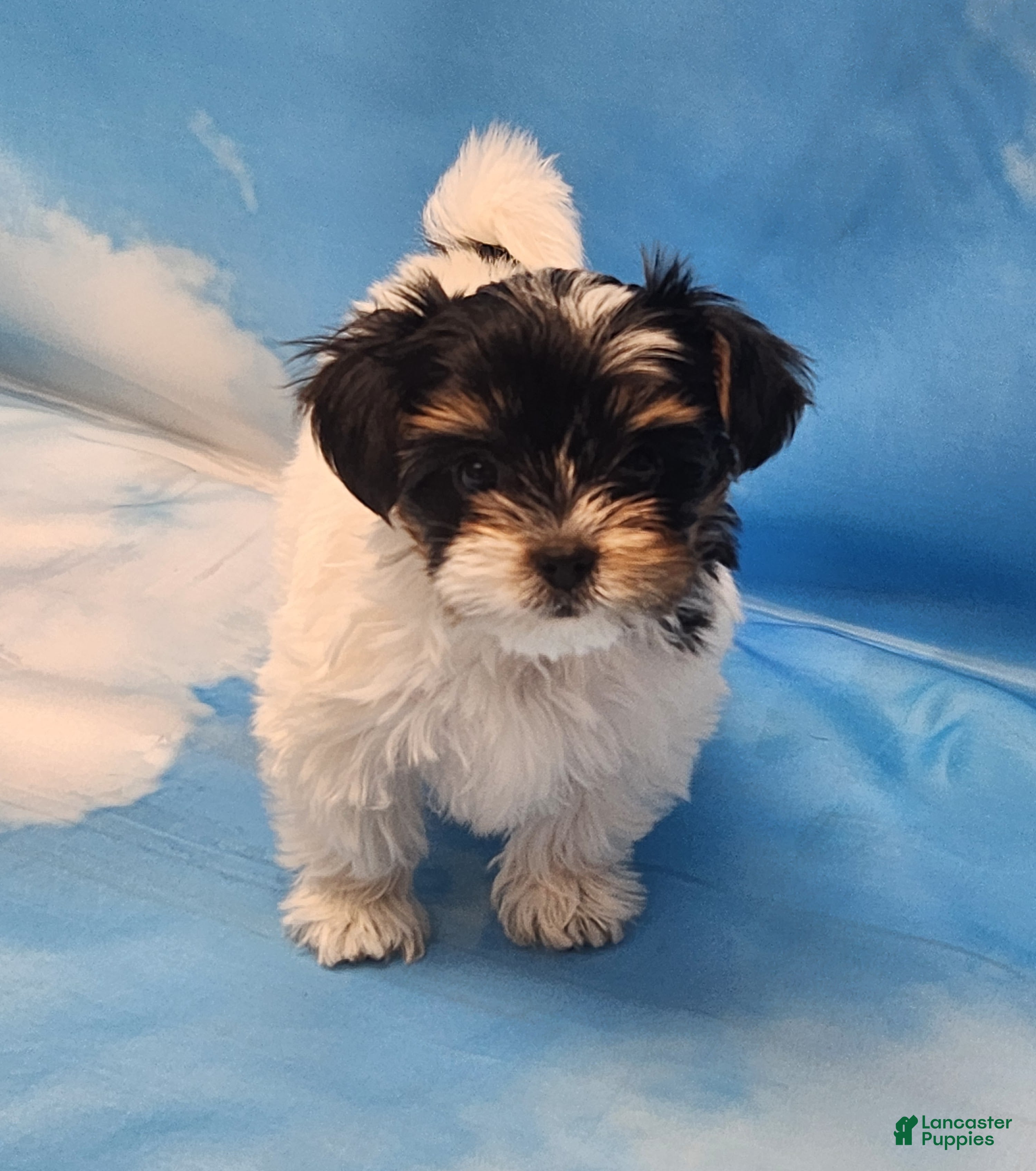 Biewer Terrier dogs Lilibet - Ad 2