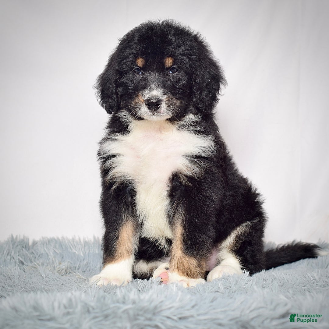 Bernedoodle dogs for sale: Mr. Teo - Ad 4