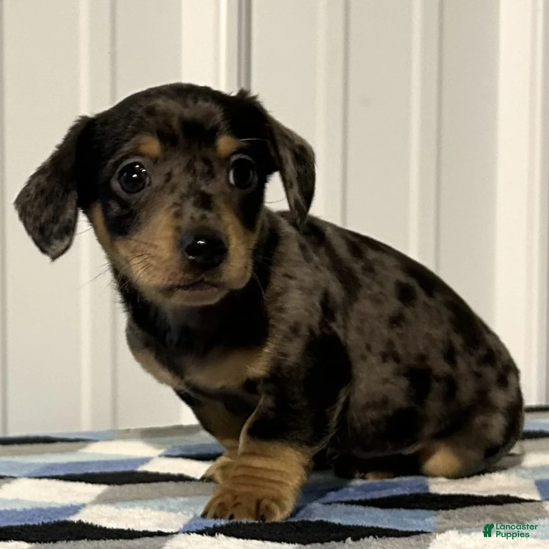 Miniature Dachshund dogs for sale: Atlas  - Ad 2