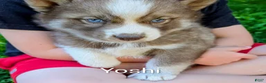 Yoshi_Male