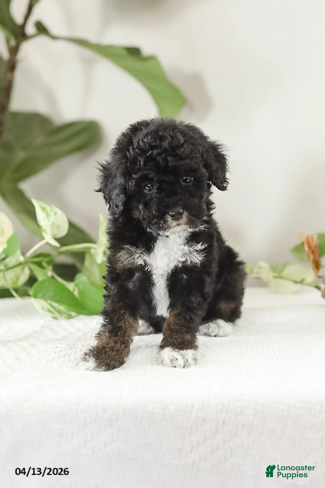 Miniature Poodle dogs for sale: Mikesha - Ad 2
