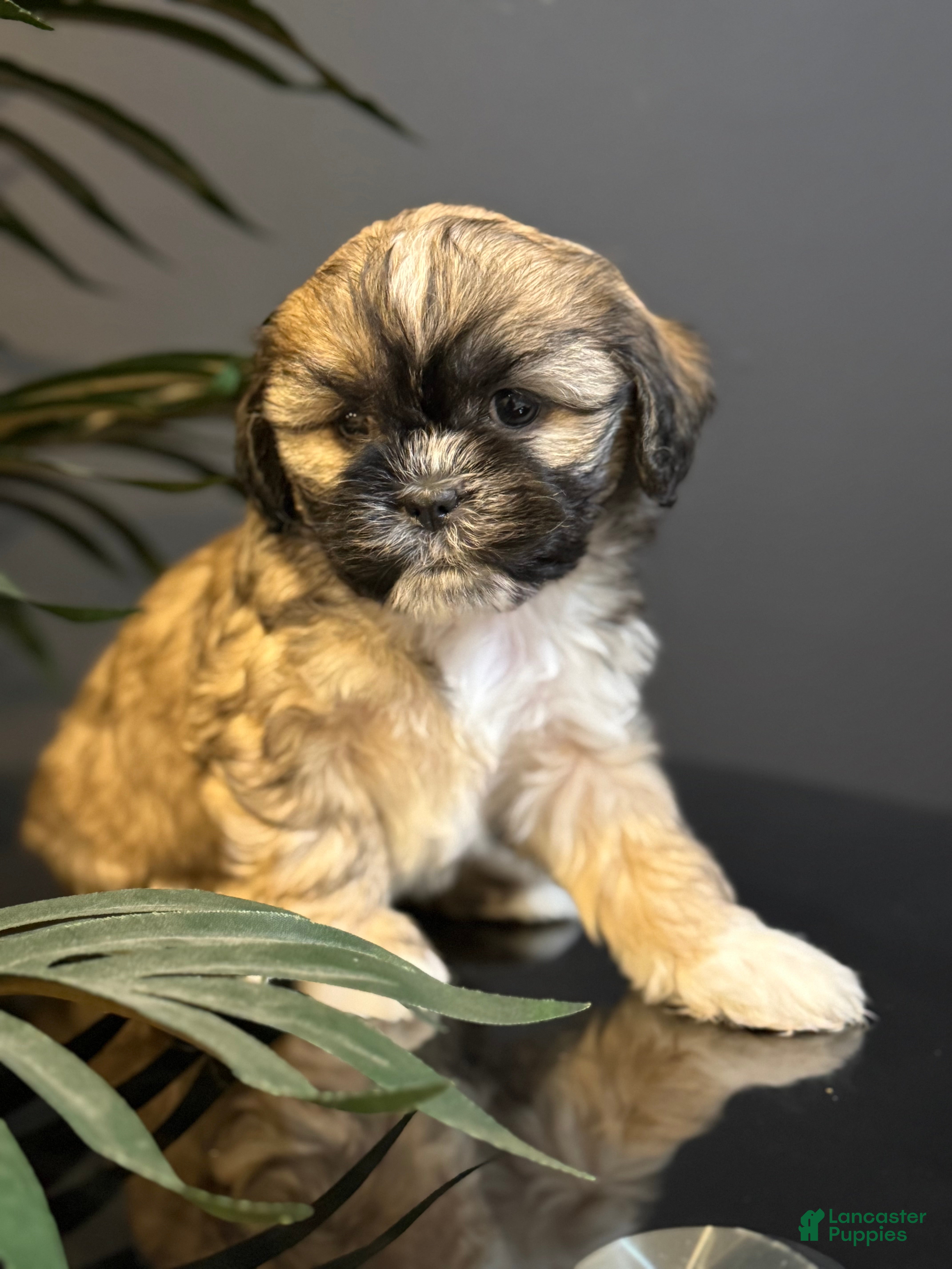 Shihpoo dogs Bruno - Ad 39