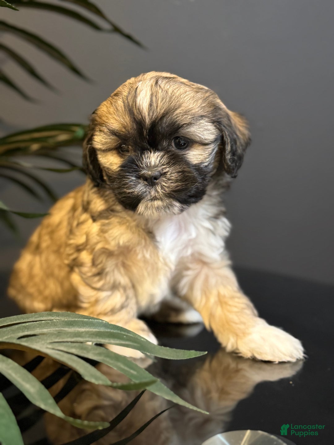 Shihpoo dogs for sale: Bruno - Ad 1