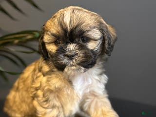 Shihpoo dogs Bruno - Ad 40