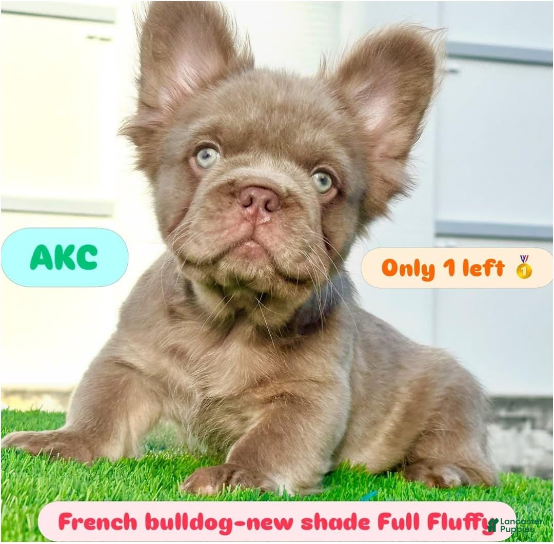 French Bulldog dogs New Shade Fluffy Male (Tiny size) - Ad 39