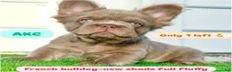 French Bulldog dogs for sale: New Shade Fluffy Male (Tiny size) - Ad 1