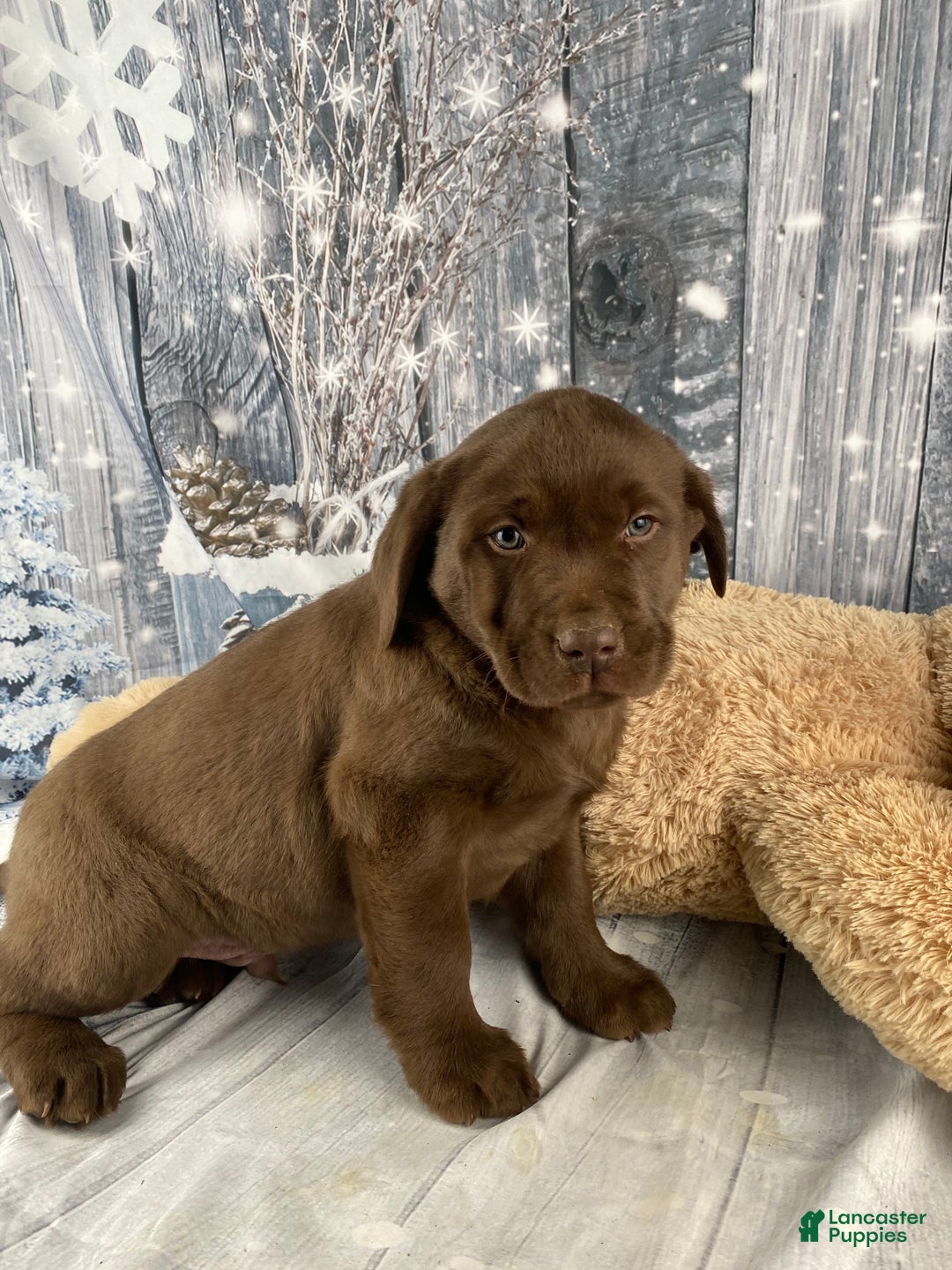 Labrador Retriever dogs for sale: Ava - Ad 7