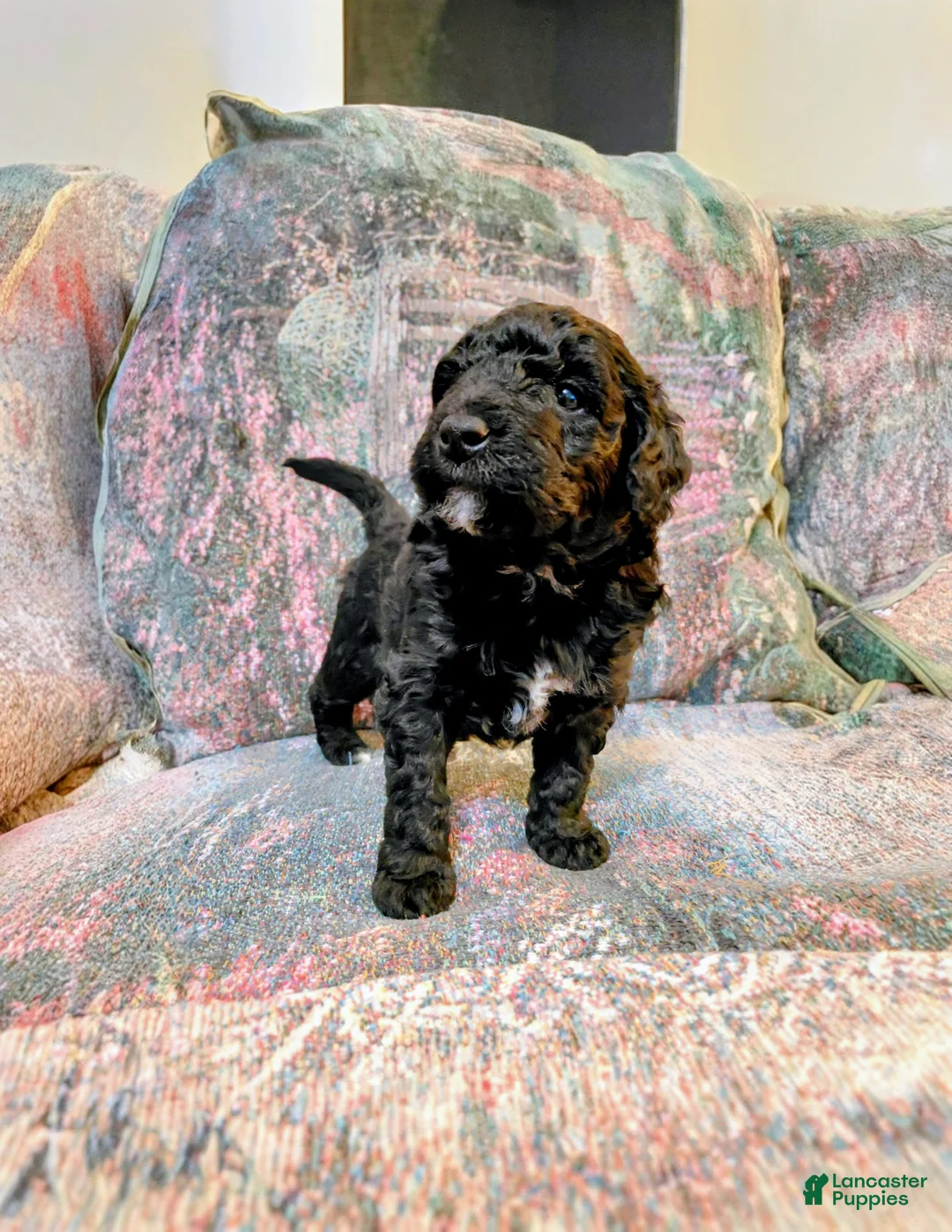 Mini Goldendoodle dogs for sale: Mini Goldendoodle DREAMER - Ad 3