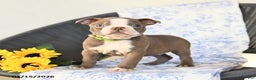 Boston Terrier dogs for sale: Clifford - Ad 1